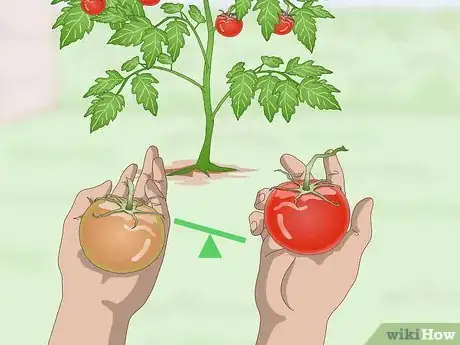 Image intitulée Pick Tomatoes Step 5