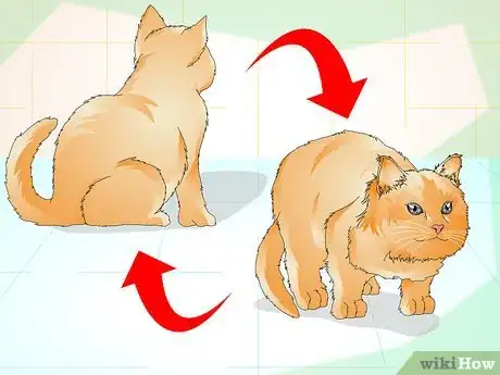 Image intitulée Determine if Your Cat is Overweight Step 1