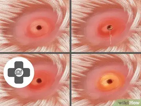 Image intitulée Get Rid of a Botfly in a Dog Step 10