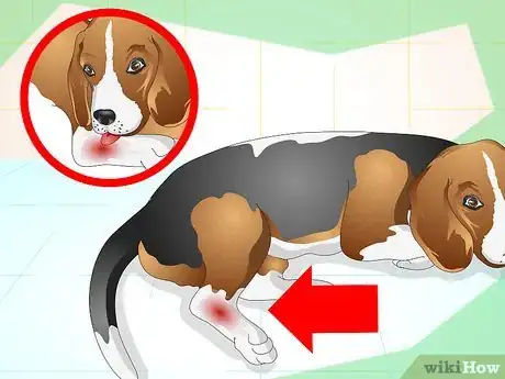 Image intitulée Treat a Sprained Ankle on a Dog Step 4