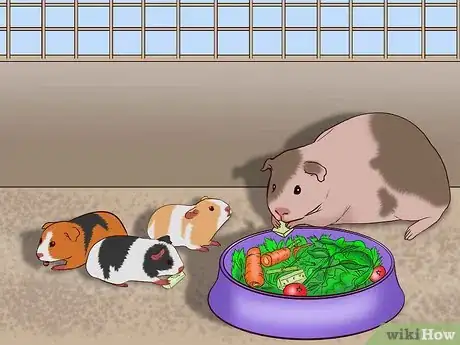 Image intitulée Care for a Pregnant Guinea Pig Step 40
