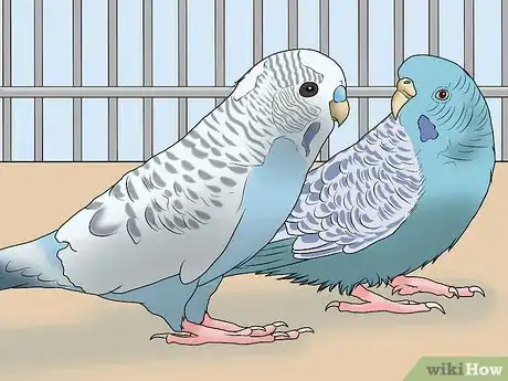 Image intitulée Amuse Your Parakeet or Other Bird Step 9