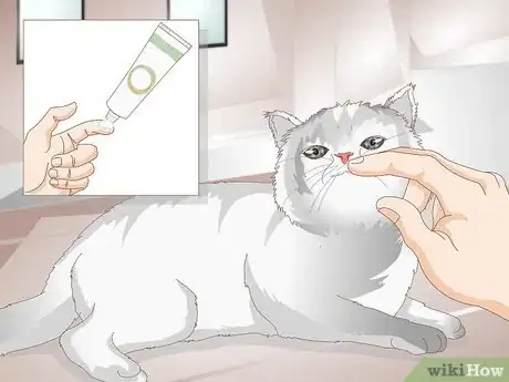 Image intitulée Tell if Your Cat Is Constipated Step 4