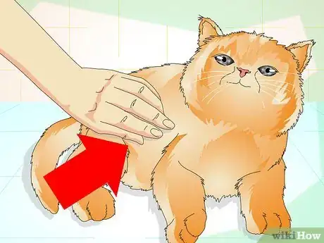 Image intitulée Determine if Your Cat is Overweight Step 2