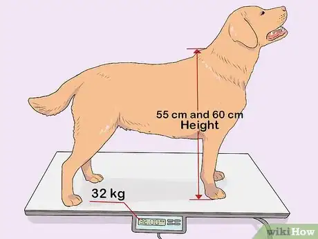 Image intitulée Breed Labradors Step 7