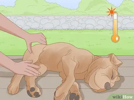 Image intitulée Get Rid of a Botfly in a Dog Step 13
