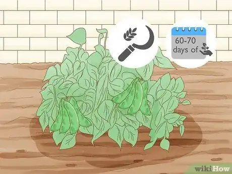 Image intitulée Grow Lima Beans Step 11
