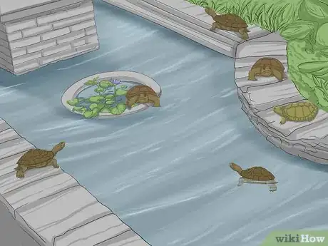Image intitulée Breed Turtles Step 3