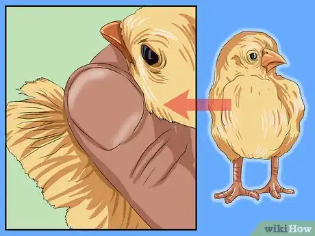 Image intitulée Determine the Sex of a Chicken Step 15
