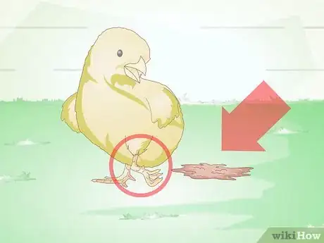 Image intitulée Care for a Chick Step 13