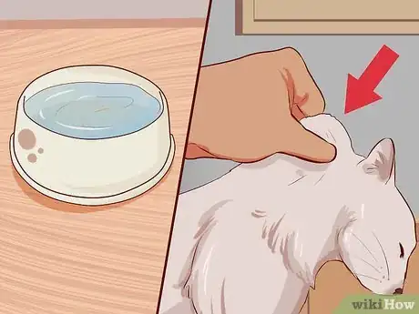 Image intitulée Stop Your Cat's Diarrhea Step 10