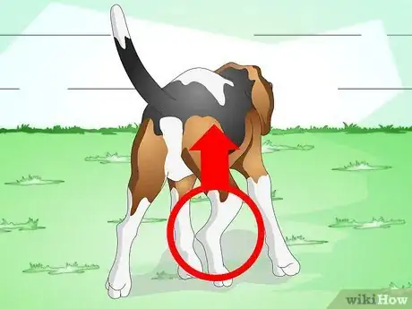 Image intitulée Treat a Sprained Ankle on a Dog Step 3