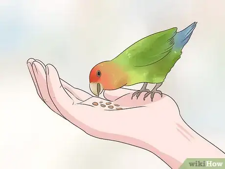 Image intitulée Bond with a Lovebird Step 4