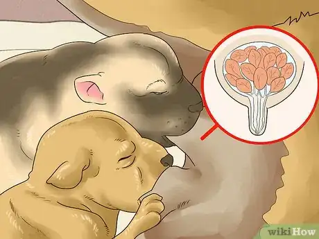 Image intitulée Treat Mother Dogs with Sore or Infected Nipples Step 9
