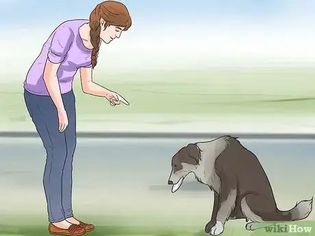 Image intitulée Train Border Collies Step 13