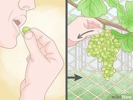 Image intitulée Grow Grape Vines Step 13