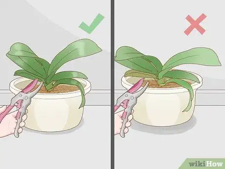 Image intitulée Prune Orchids Step 6