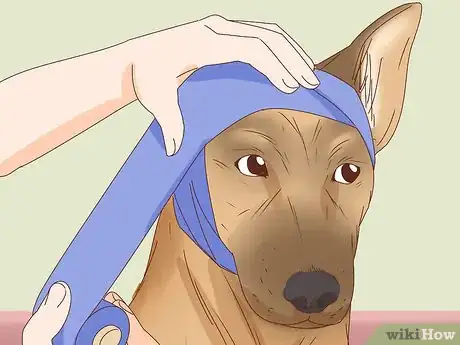 Image intitulée Care for a Dog's Torn Ear Step 3