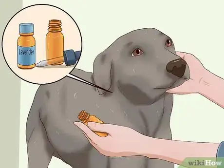 Image intitulée Kill Fleas on Dogs Step 14