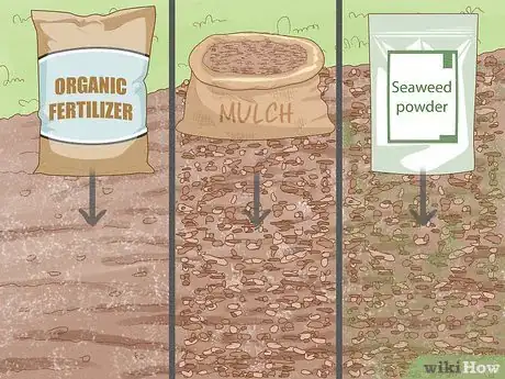 Image intitulée Grow Kale Step 10