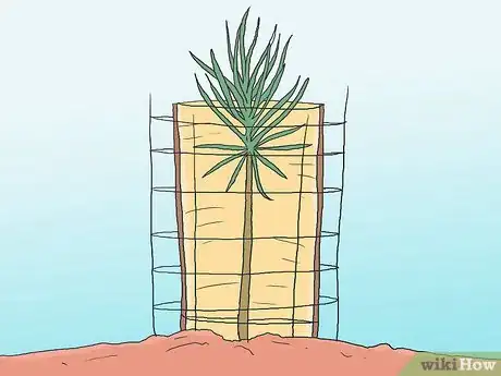 Image intitulée Grow Pine Trees Step 13