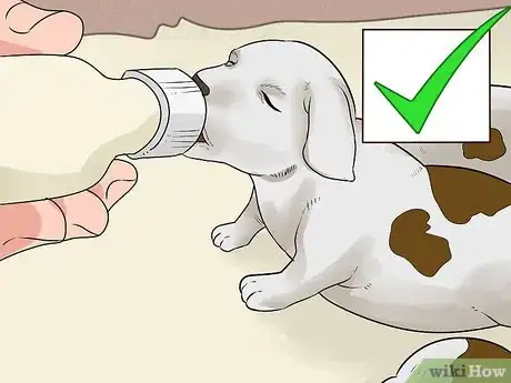 Image intitulée Treat Mother Dogs with Sore or Infected Nipples Step 8