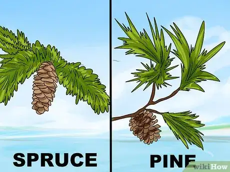 Image intitulée Identify Spruce Trees Step 4