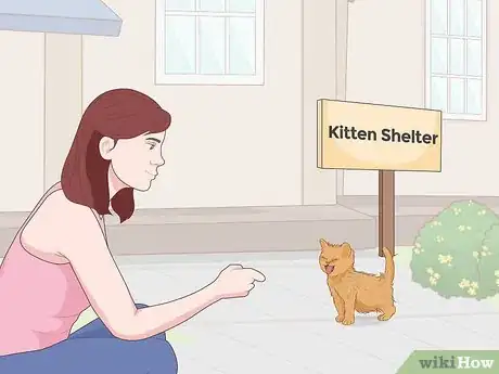 Image intitulée Buy a Kitten Step 13