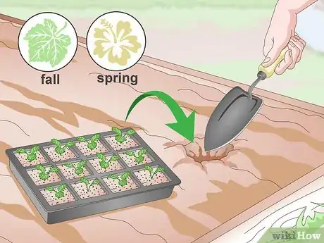 Image intitulée Grow Pansies Step 12