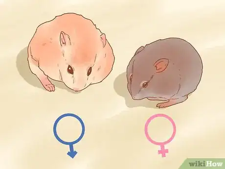 Image intitulée Sex a Hamster Step 5