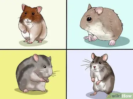 Image intitulée Choose a Hamster Step 1