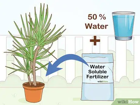 Image intitulée Care for a Madagascar Dragon Tree Step 10