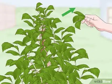 Image intitulée Grow a Tea Plant Step 13