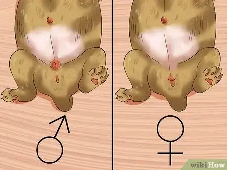Image intitulée Determine the Sex of Puppies Step 9