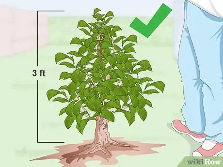 Image intitulée Grow a Tea Plant Step 12
