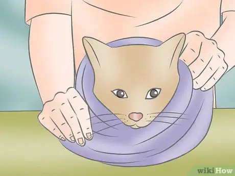 Image intitulée Wrap a Cat Step 4