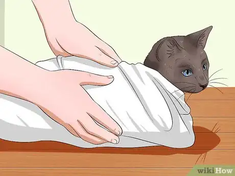 Image intitulée Give a Cat Medicine Step 9