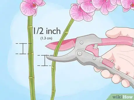 Image intitulée Prune Orchids Step 9