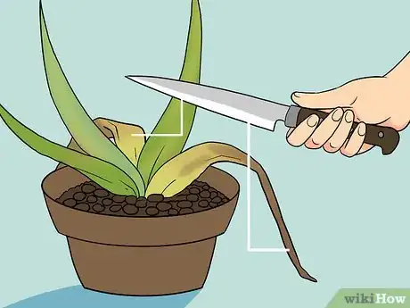 Image intitulée Revive a Dying Aloe Vera Plant Step 14