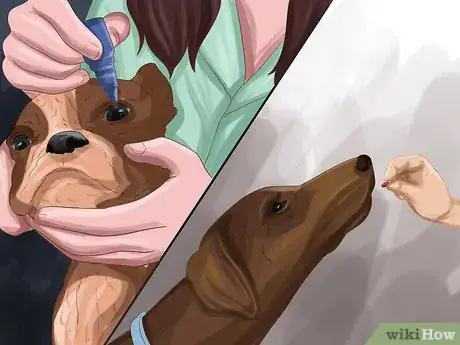 Image intitulée Treat Dog Eye Infection Step 6