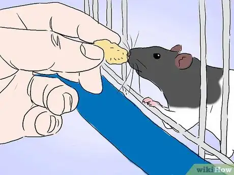 Image intitulée Tame a Rat Step 3