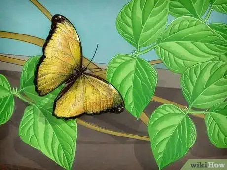 Image intitulée Raise Butterflies Step 11