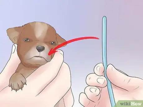 Image intitulée Tube Feed a Puppy Step 9