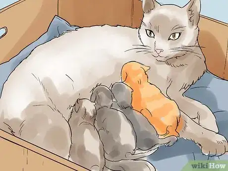 Image intitulée Help a Cat Give Birth Step 16