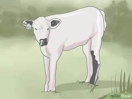 Image intitulée Have a Pet Cow Step 3