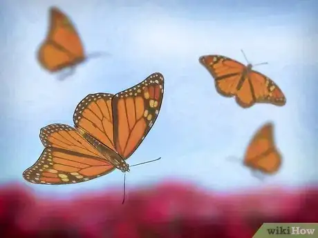 Image intitulée Raise Butterflies Step 15