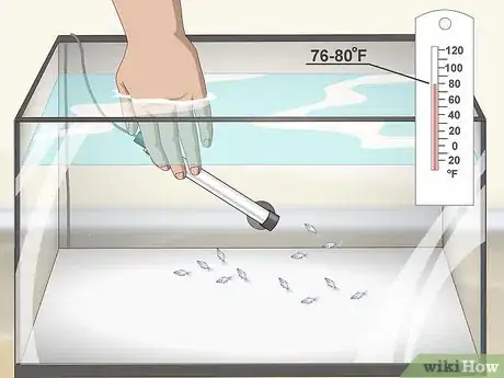 Image intitulée Care for Baby Guppies Step 6