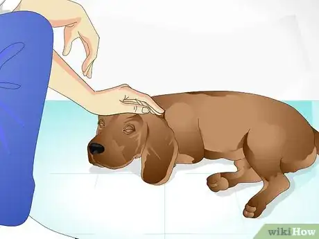 Image intitulée Care for a Sick Dog Step 9