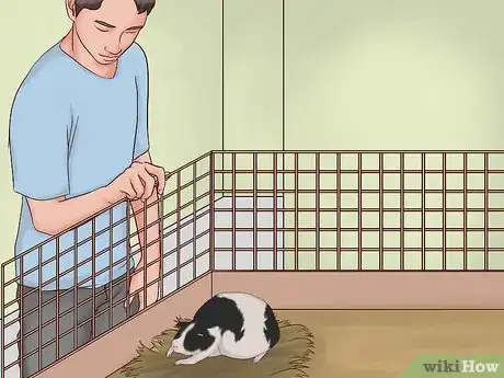 Image intitulée Care for a Pregnant Guinea Pig Step 28