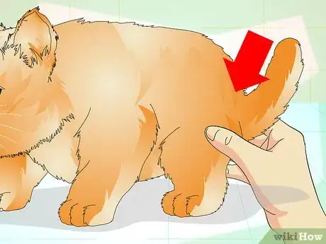 Image intitulée Determine if Your Cat is Overweight Step 3